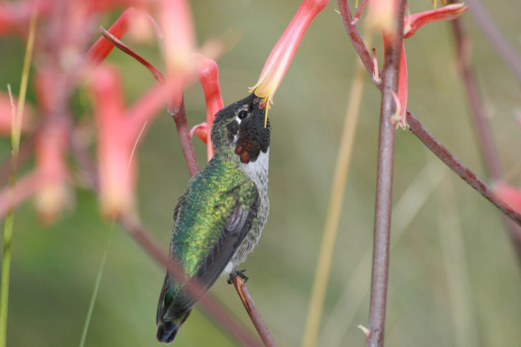 Bird Flower Nature