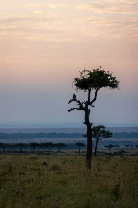 Tree Nature Single