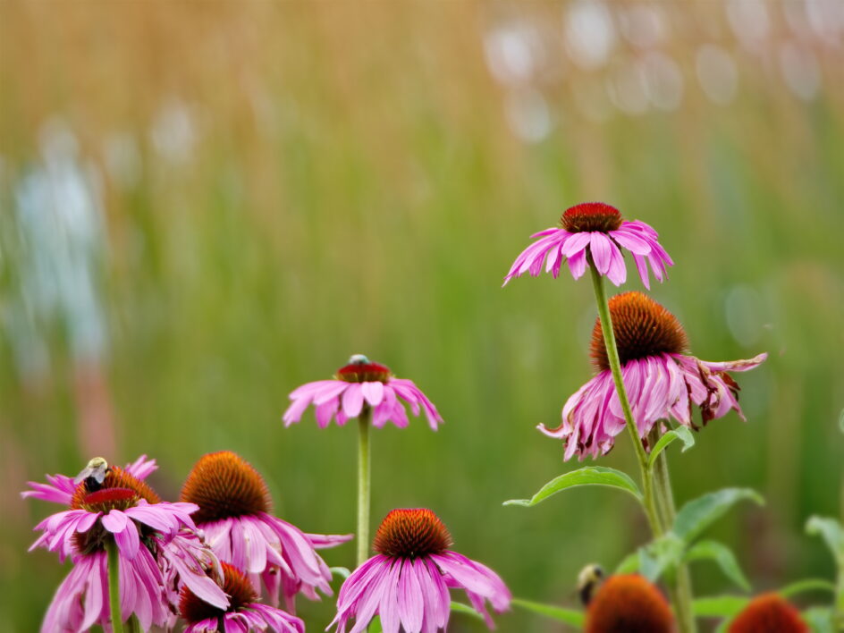 Pink Flowers Garden