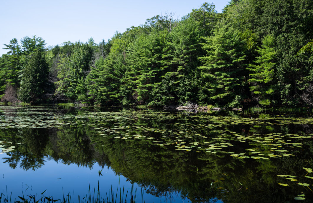 Pond Lake Landscape