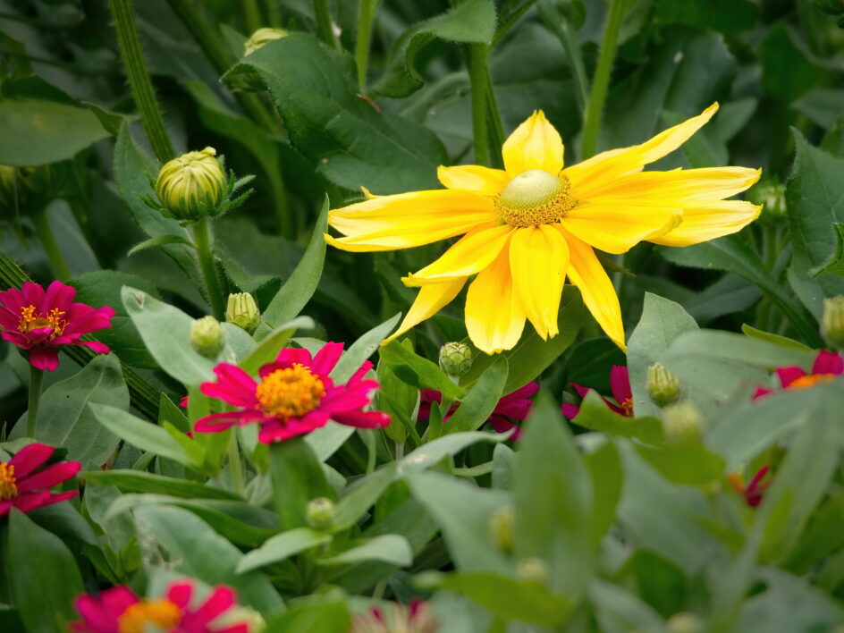 Yellow Flower Garden