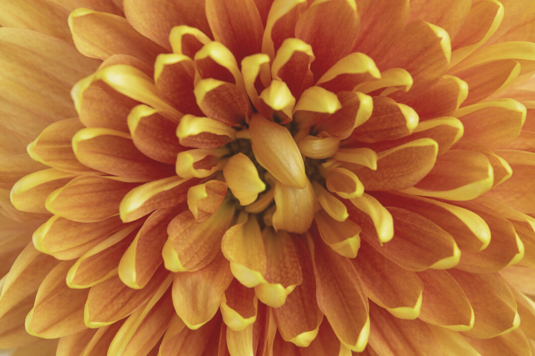 Flower Blossom Macro