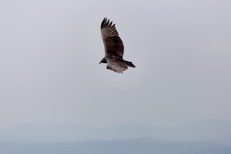 Bird Flying Sky