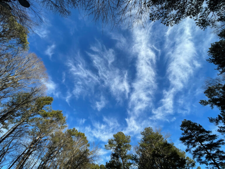 Trees Looking Up