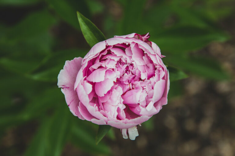 Flower Pink Bloom
