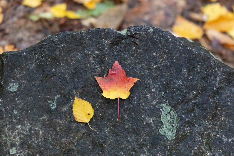 Fall Leaf Autumn