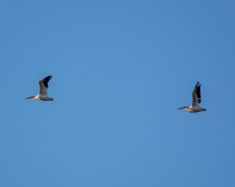 Birds Flying Sky