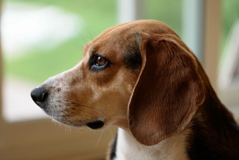 Dog Beagle Pet