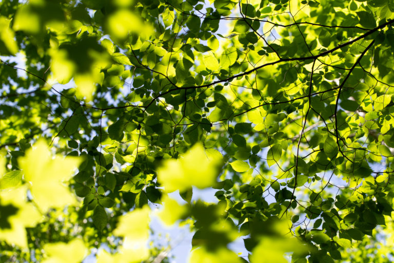 Leaf Pattern