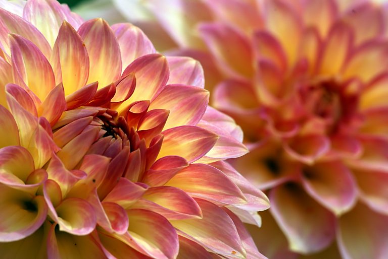 Blooming Flowers Macro