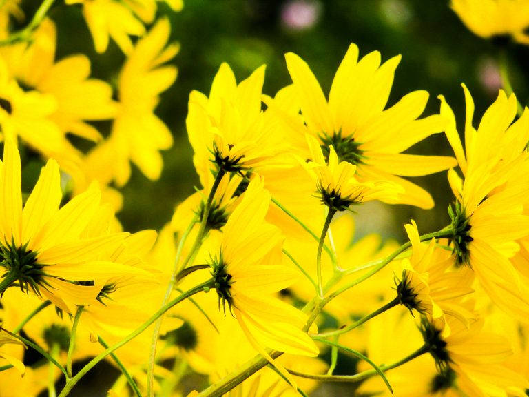 Bold Yellow Flowers