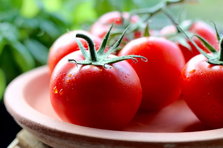 Freshly Picked Tomatoes