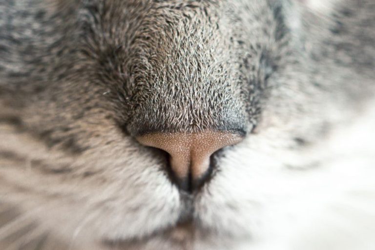 Cat Nose