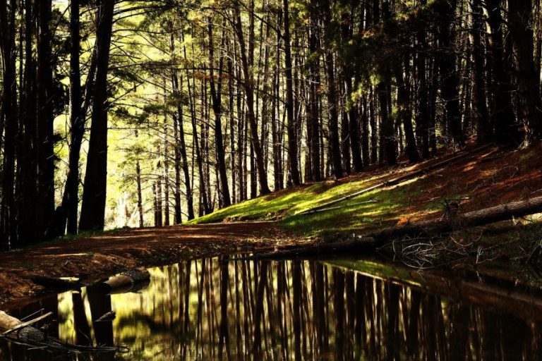 Forest Stream
