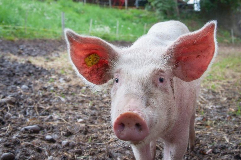 Pig Ears