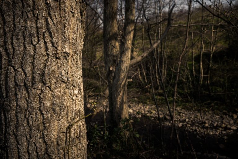 View Trees Forest