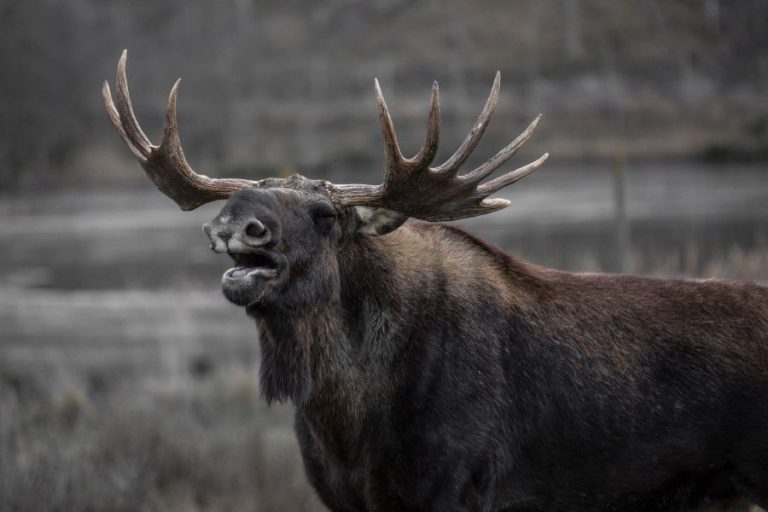 Large Moose