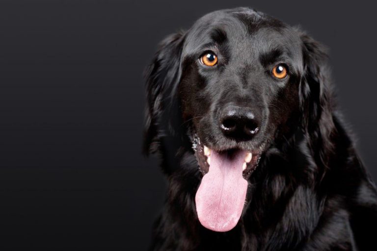 Retriever