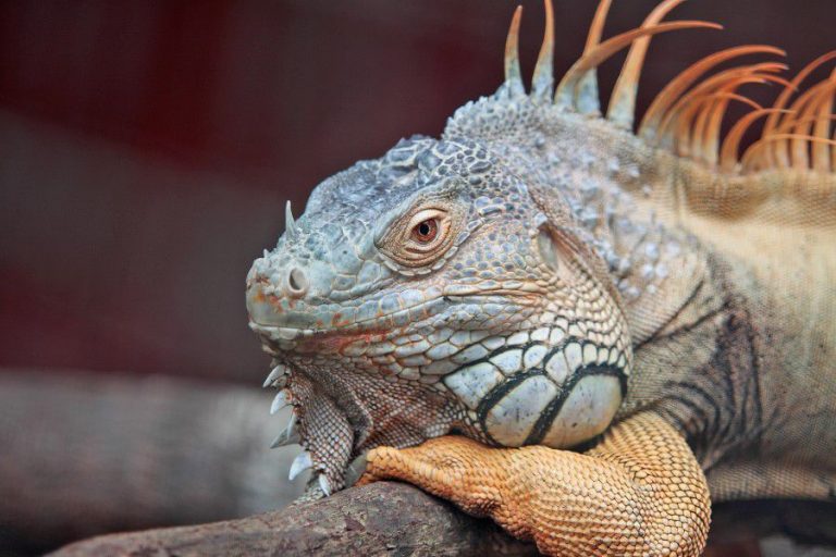 Pet Reptile Lizard