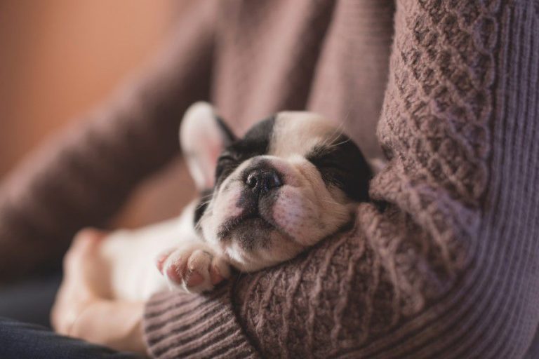 White & Black Puppy