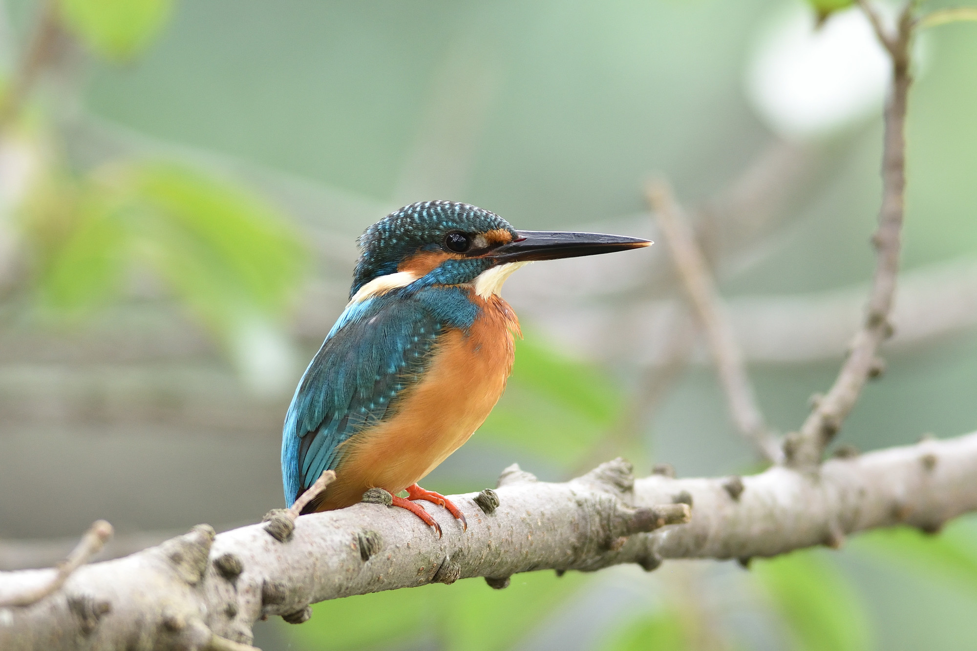 CommonKingfisher