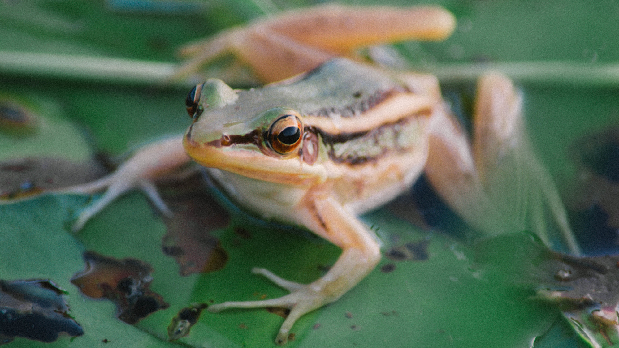 Frog