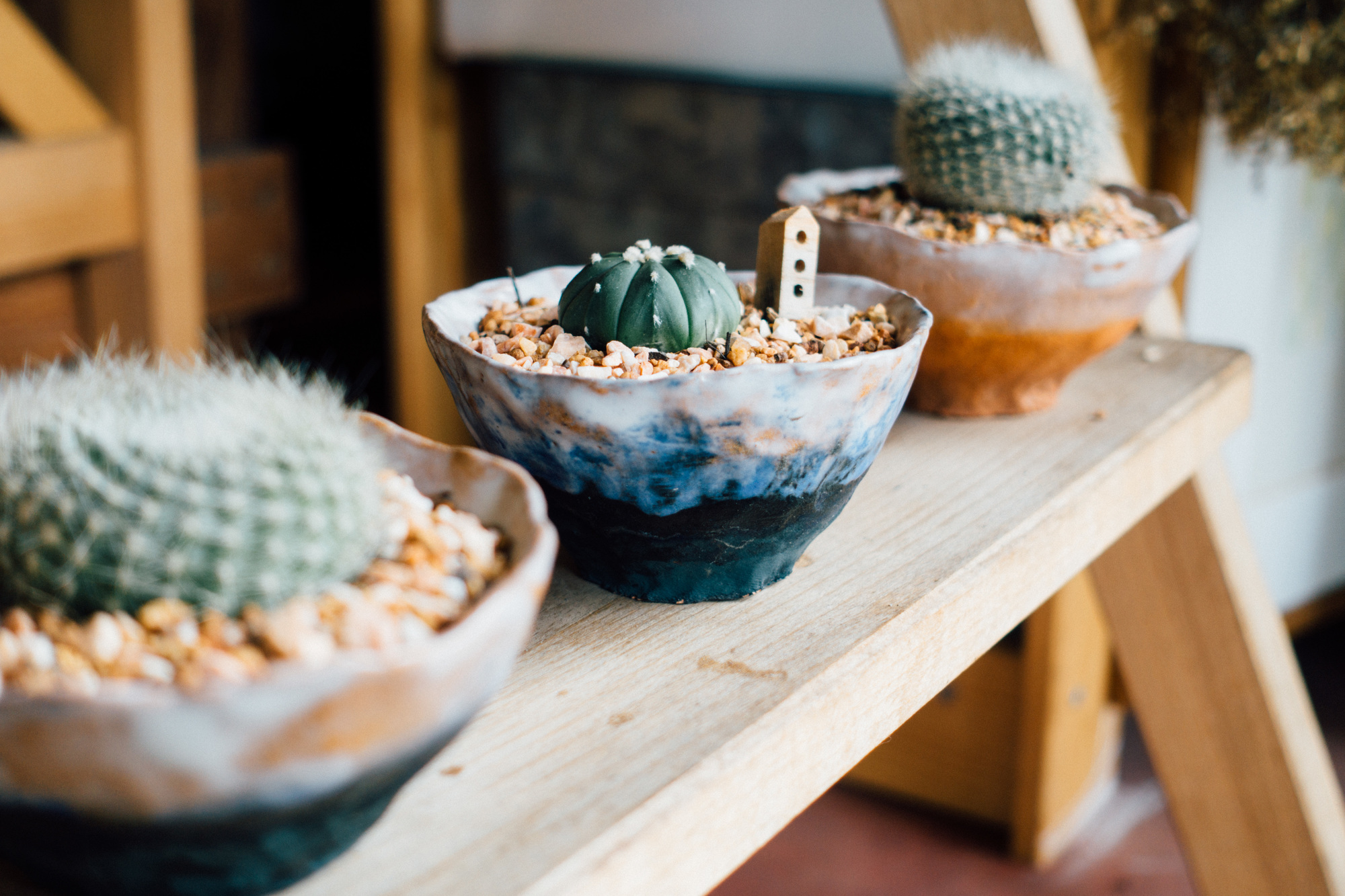 Cactus
