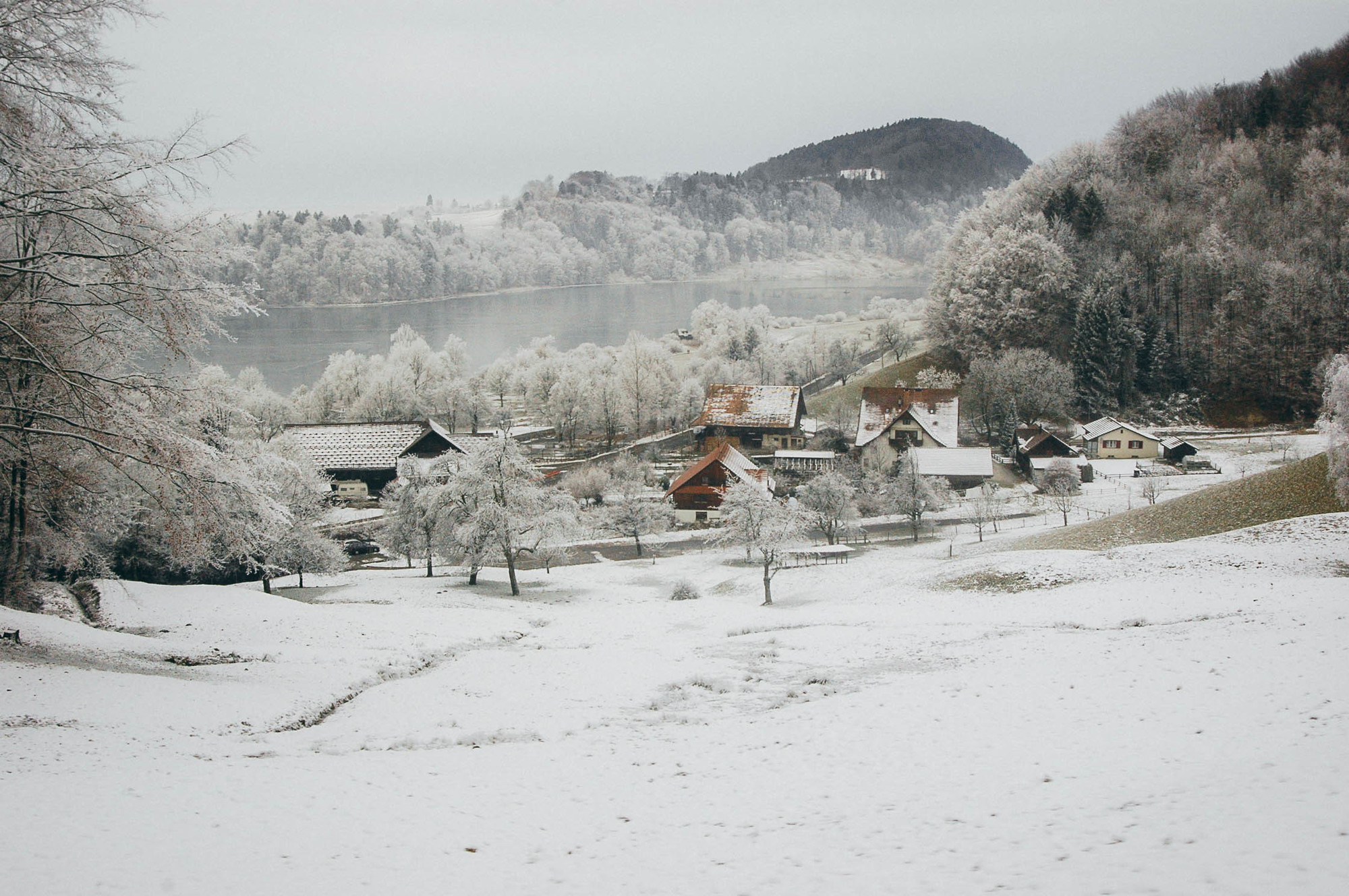 whitecover