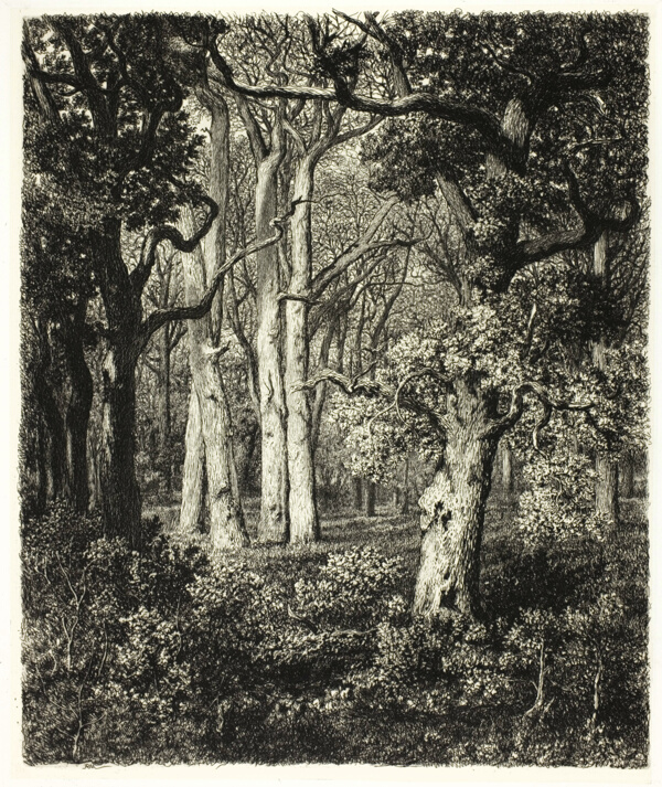 Old Oaks at Bas Bréau