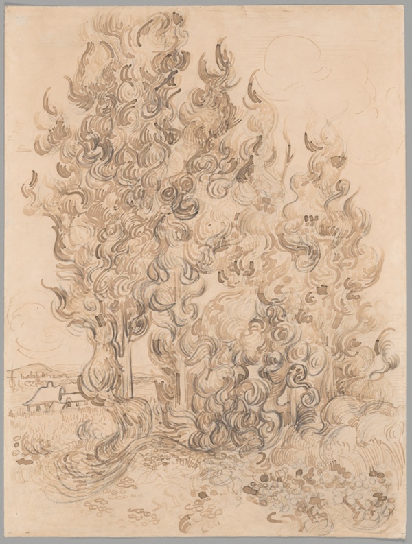 Cypresses