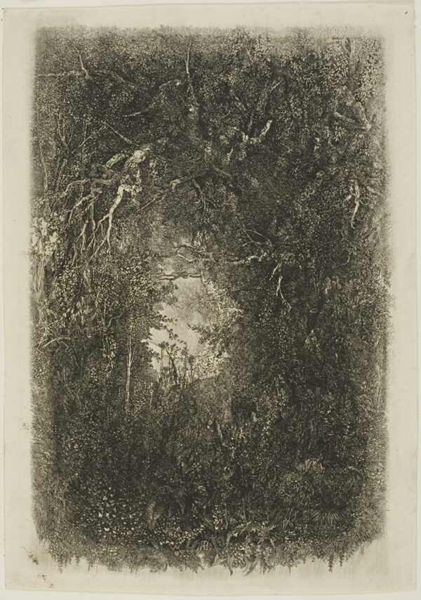 Clearing in the Forest