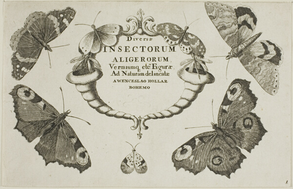 Title Page from Diversae Insectorum...Figurae