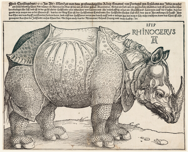 The Rhinoceros
