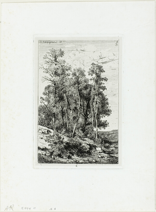 Birches and Oaks