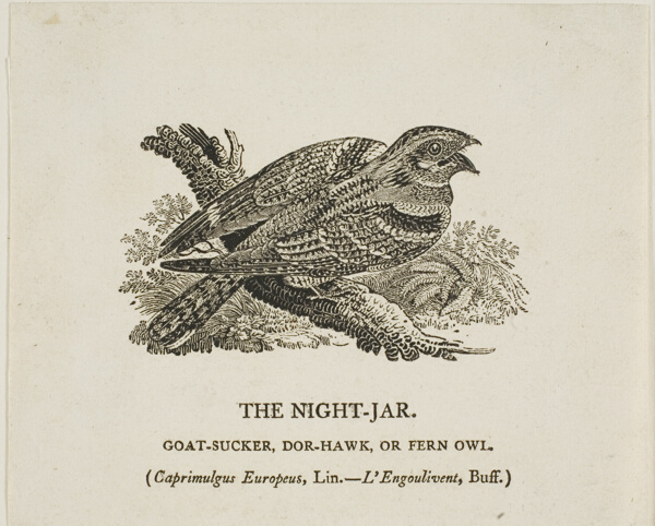 The Night-Jar