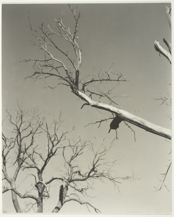 The Dying Chestnut Tree—My Teacher
