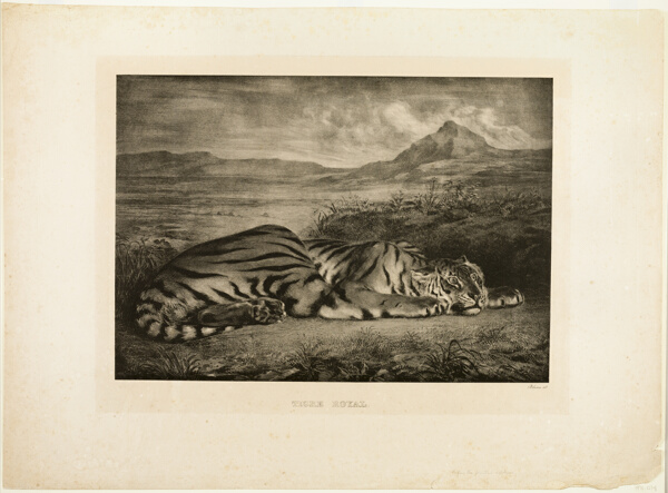 Bengal Tiger