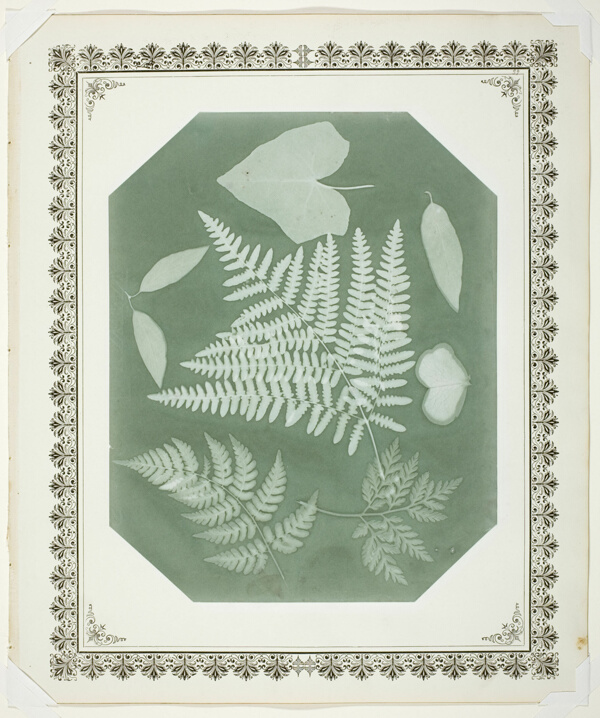 Study of Leaves