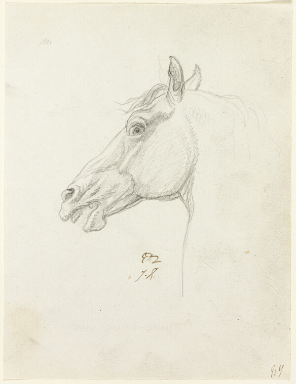 Horse's Head