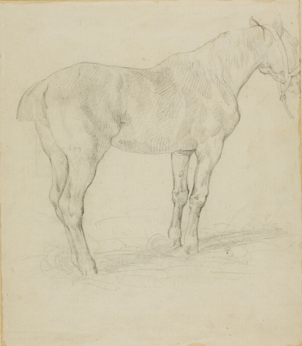 Standing Horse