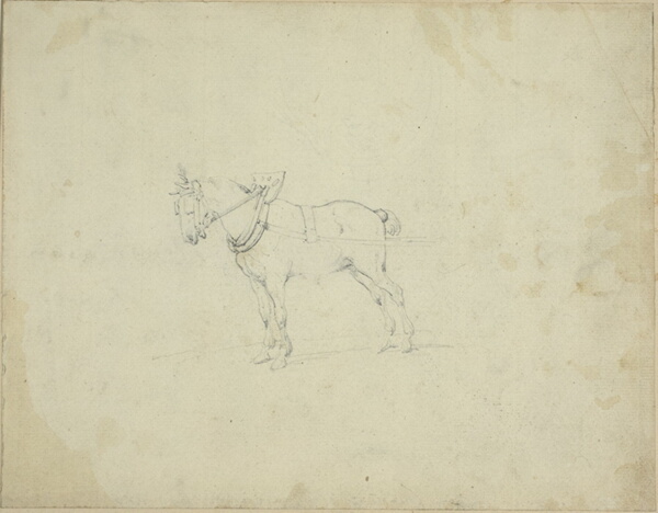 Draught Horse