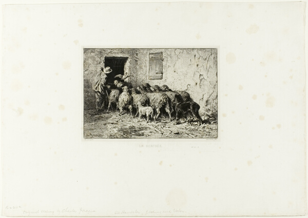 The Sheep Coming Home