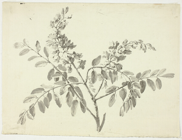 The Flowering Branch