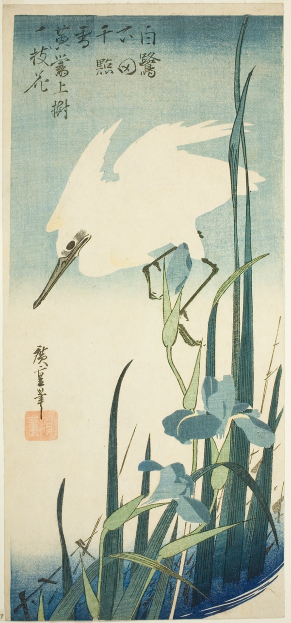 White heron and iris