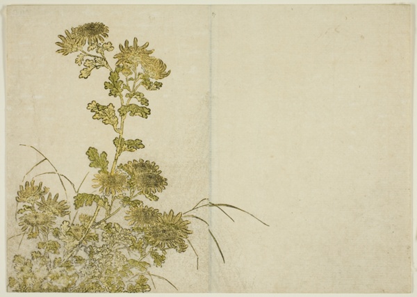 Winter Flowers: Chrysanthemums, from the book 