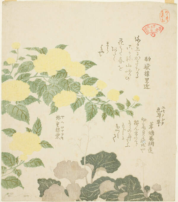 Yellow Roses (Yae yamabuki) and Creeping Saxifrages (Yukinoshita), from the series 