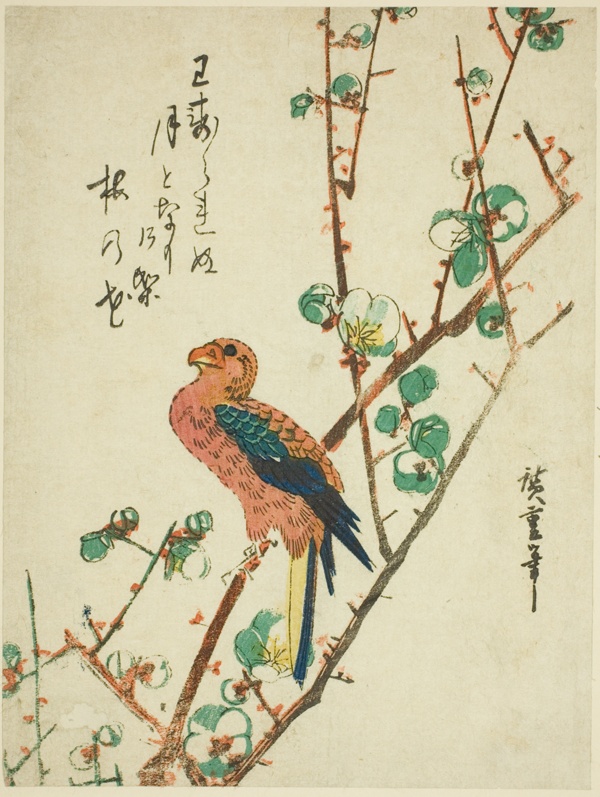 Parrot on plum tree