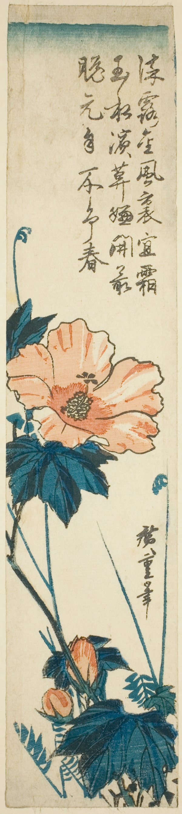 Hibiscus