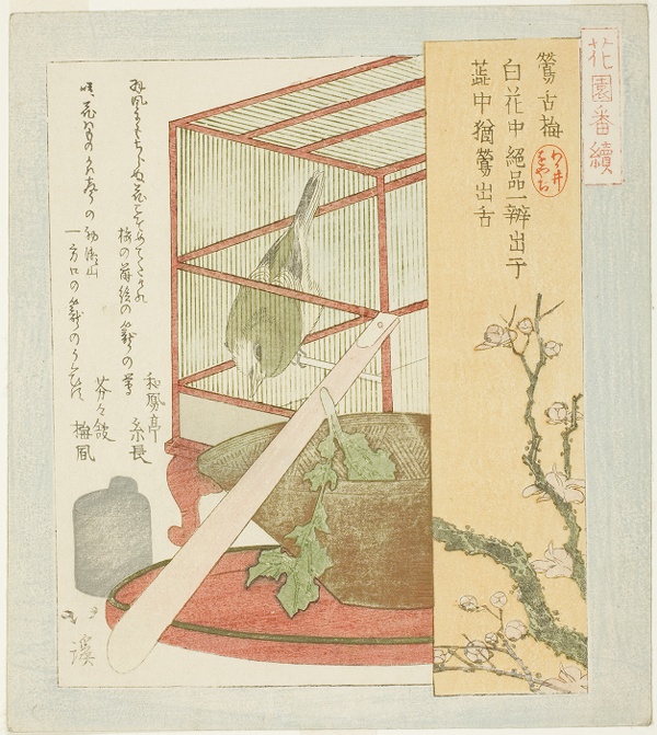 Warbler in a cage, from the series 