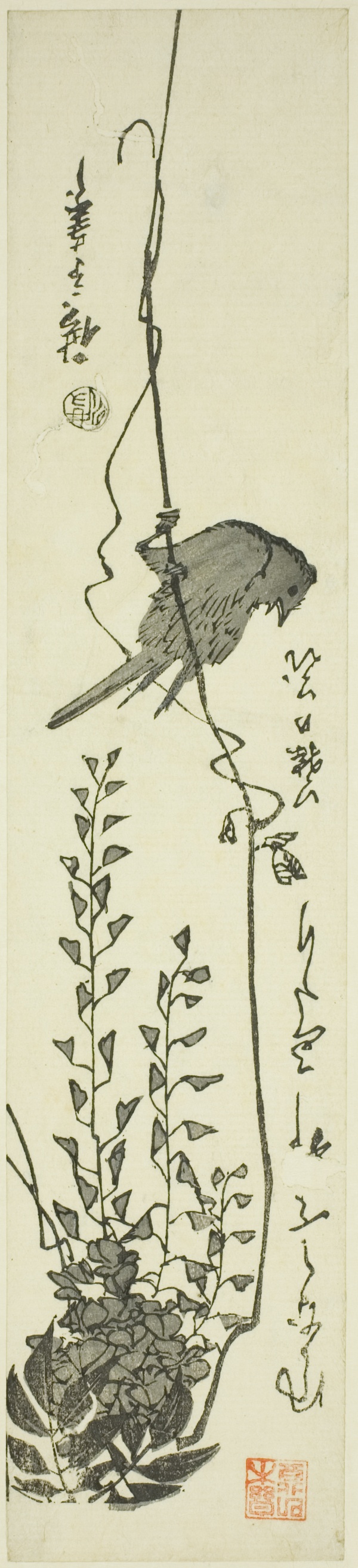 Canary and wisteria